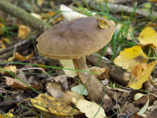 Autumn mushrooms among leaves and grass, white mushroom in autumn forest