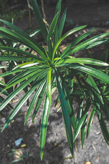 Obraz premium green plant in the garden