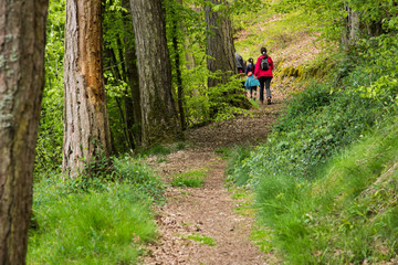 une famille de randonneurs en forêt. Une randonnée familiale en forêt. Des marcheurs dans les bois.