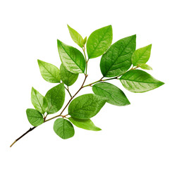 Fototapeta na wymiar Twig with green leaves
