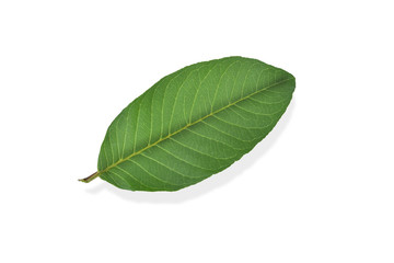 Obraz premium Guava leaf isolated on white background with clipping path.Guava leaves help stop bad breath.Guava leaves relieve toothache from gingivitis.Guava leaves reduce intestinal peristalsis