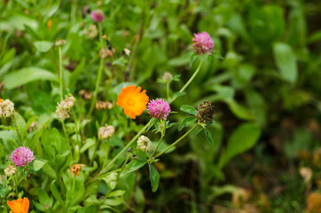 clover and calendula flowers closeup