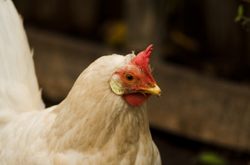 white chicken bird closeup, farm