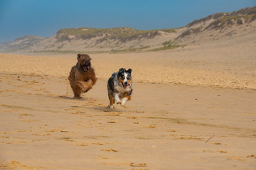 Briard and Australien Shepard running on beach