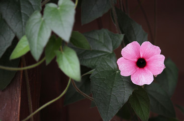 Pink black-eyed susan vine plant.