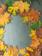 Naklejka na ściany i meble Autumn falling maple leaves isolated on grey background