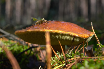 Bay bolete (Imleria badia) an edible, pored mushroom in green moss in polish forest. Mushrooming in...