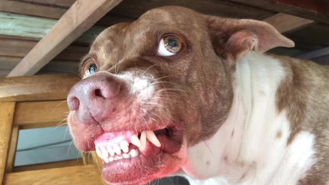 Dog Brown and white ferocious fangs visible long pointed scary.