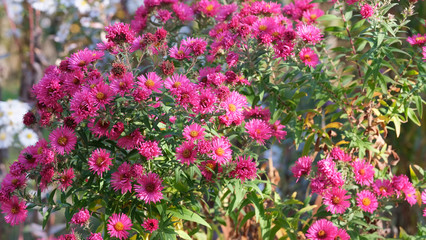 Astra Virgin or New Belgian