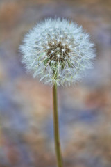 Close up image of a dandelion. Blow flower.