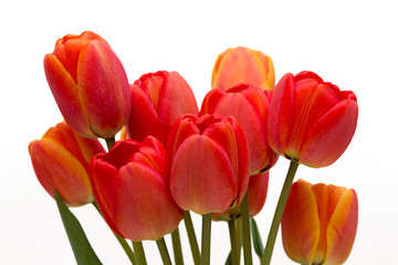Bouquet of red tulips isolated on white background. Top view. Close-up.