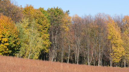 Fototapeta premium Autumn colorful landscape with uncleaned buckwheat field on the edge of the forest plantation on a bright sunny day