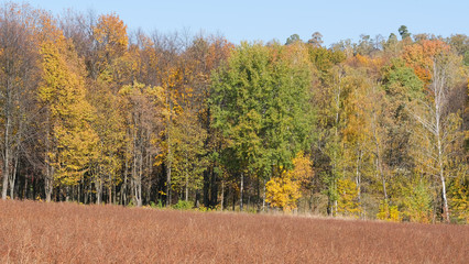 Autumn colorful landscape with uncleaned buckwheat field on the edge of the forest plantation on a bright sunny day