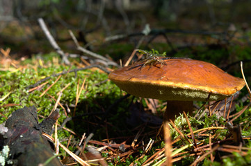 Bay bolete (Imleria badia) an edible, pored mushroom in green moss in polish forest. Mushrooming in...
