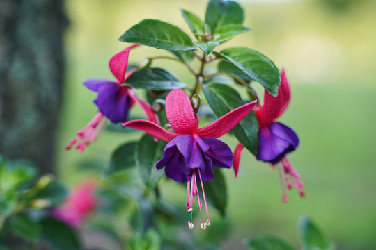 Trio of Fuchsia flowers. Pink and purple flowers.