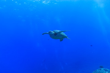 Ishigaki Island Diving - Green turtle swimming in the blue sea