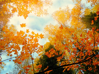 autumn landscape forest with yellow red leaves with sunny light beams