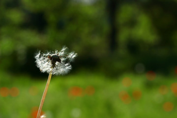 The wind blows on a fragile dandelion