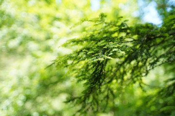 Focus on a tree branch.