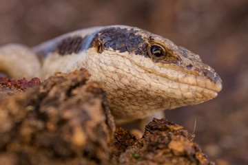 An Ovambo Tree Skink in the Erongo Region of Namibia