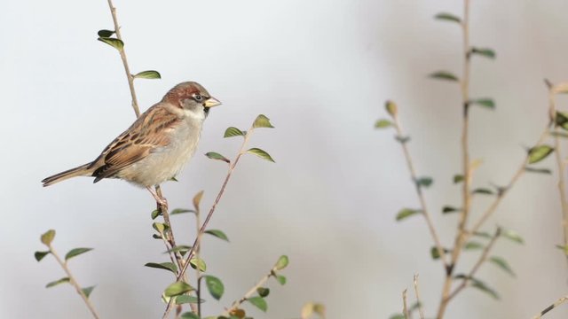 House Sparrow Male Song Bird Perched In Hedge In Winter Sound