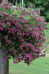 Fototapeta na wymiar Large purple Petunia hanging basket.