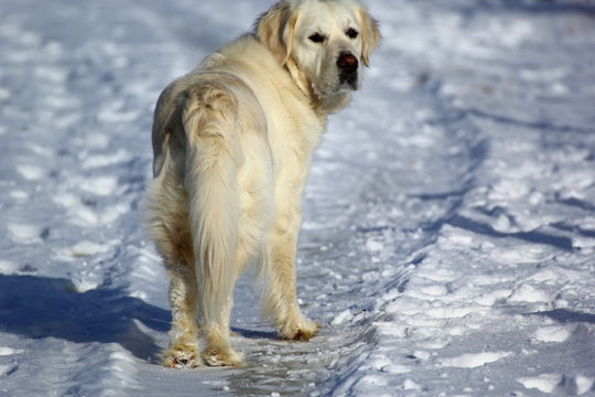 3,378 BEST Chien Hiver IMAGES, STOCK PHOTOS u0026 VECTORS  Adobe Stock