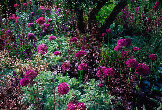 An interesting Mediterranean garden in shades of mauve and purple Alliums and an Olive Tree