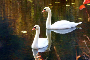 Two white swans resting on the water.