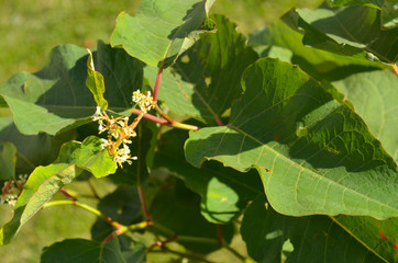 green leaves of tree