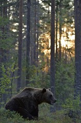 Brown bear in the summer forest at sunset.  Green forest natural background. Scientific name: Ursus arctos. Natural habitat. Summer season.