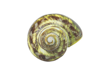 Green seashell isolated on white background © Valerii Evlakhov
