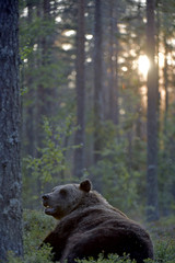 Brown bear in the summer forest at sunset.  Green forest natural background. Scientific name: Ursus arctos. Natural habitat. Summer season.