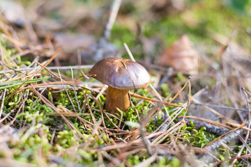 Leśny grzyb