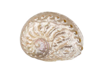 Pearl seashell isolated on white background