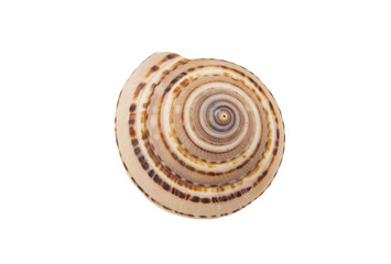 Brown seashell isolated on white background