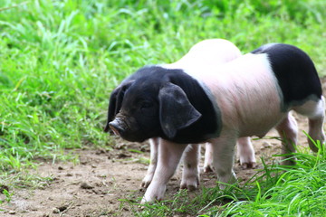 cochon pie noir Basque