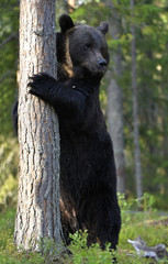 Brown bear stands on its hind legs by a tree in a summer pine forest. Scientific name: Ursus Arctos...