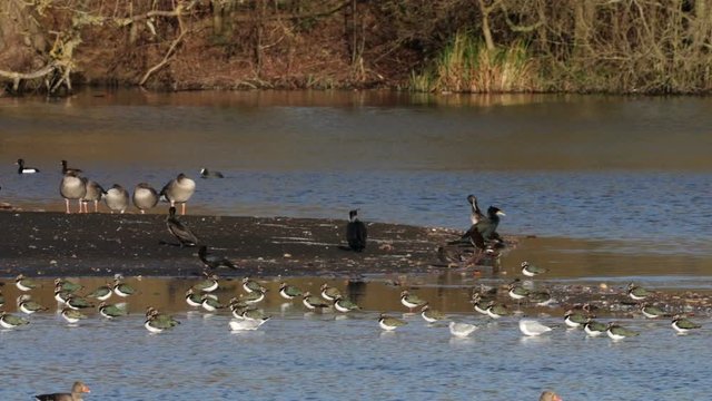 Water Birds, Lapwing Wader, Greylag Goose, Cormorant, Crow, Black-Head Gull, Moorhen, Coot, Scaup, Nature Reserve Middle Of Water, Brandon Marsh Winter 2019