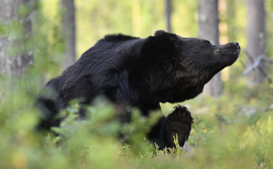 The bear scratched. Brown bear in the summer forest.  Green forest natural background. Scientific name: Ursus arctos. Natural habitat. Summer season.