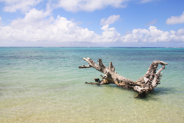 Driftwood on lalomanu beach.