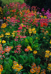 A Colourful and impressive display of Primula Bulleyana 'Ceperley Hybrid' in a flower border