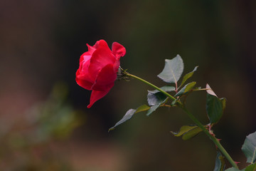 Beautiful red rose. Flower symbol of love. Large bud with delicate petals. Blurred background.