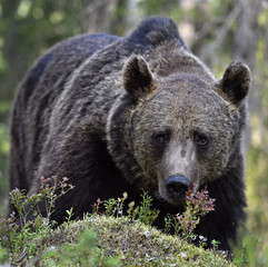 Fototapeta premium Close up portrait of Brown bear in the summer forest. Front view. Green pine forest natural background. Scientific name: Ursus arctos. Natural habitat. Summ