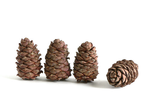 A set of pine cones isolated on a white background. Pine cones in a row.