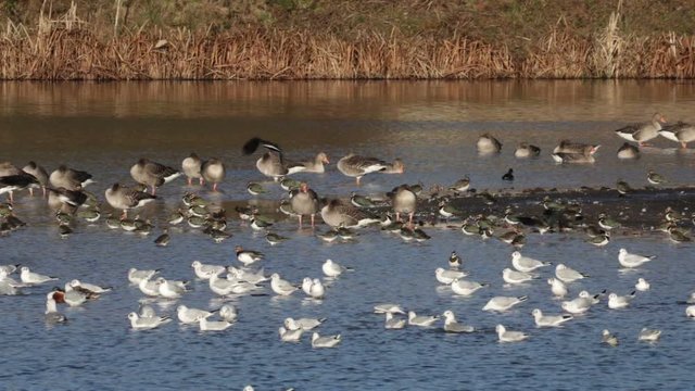 Water Birds, Nature Reserve, Middle Of Water, Brandon Marsh, Winter 2019.