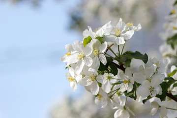 Blooming apple tree in spring time. Close-up.