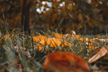 Autumn