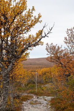 Hiking trail in autumn landscape