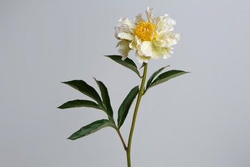Rare variety peony flower with crumpled petals isolated on gray background.